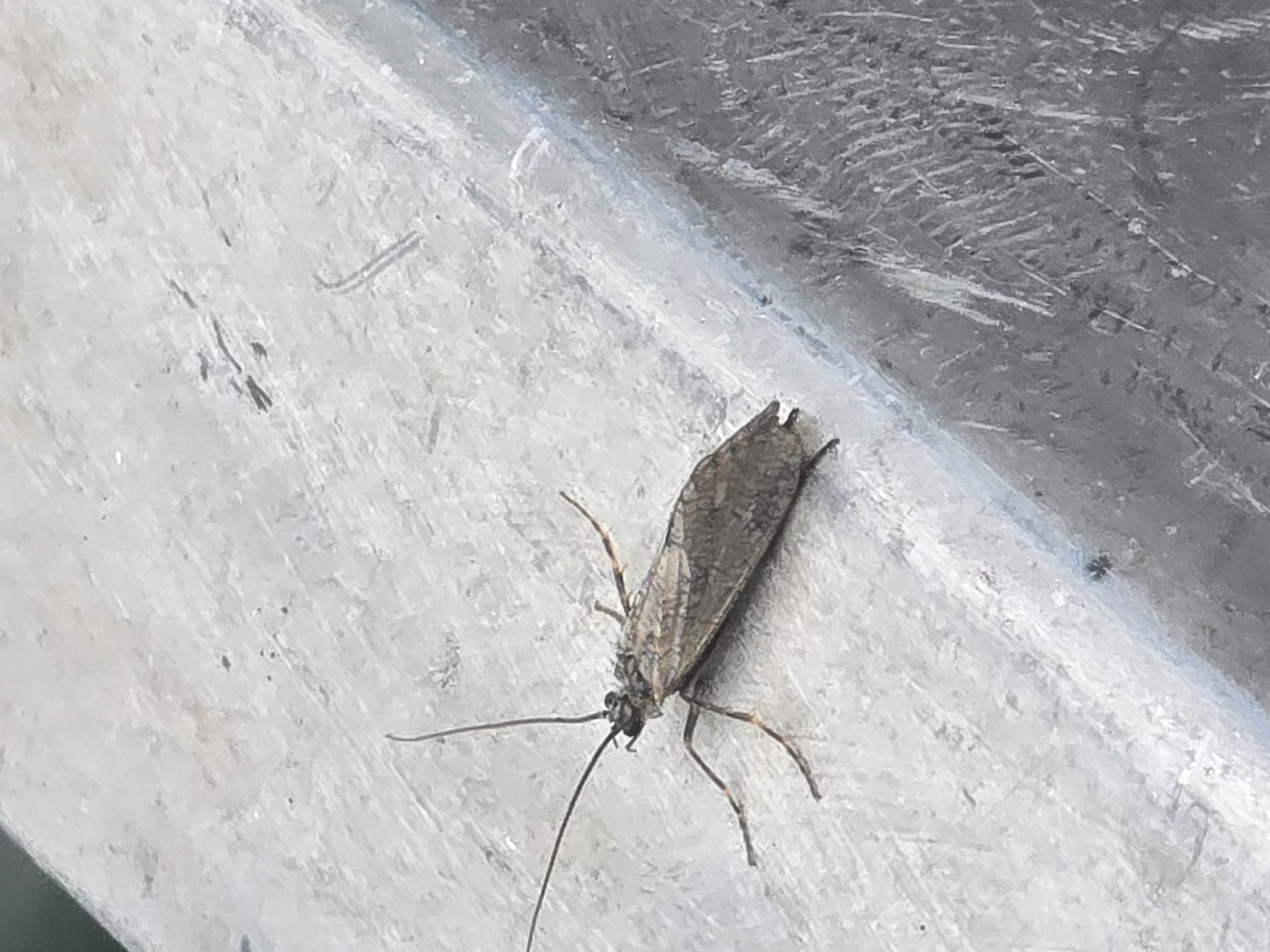 Aquatic insect on the boat